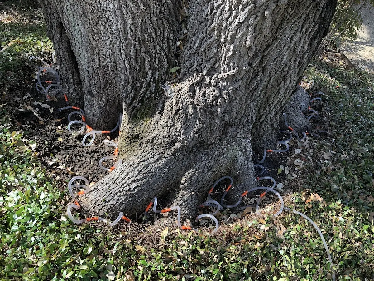 Detailed Tree Cabling and Bracing job site in Saguache