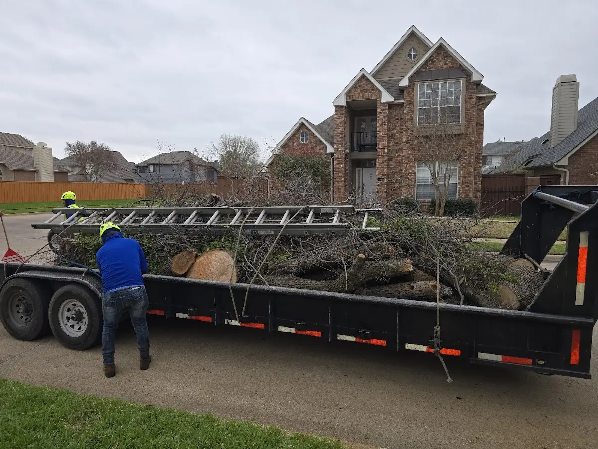 Expert Tree Removal with proper safety equipment in Saguache